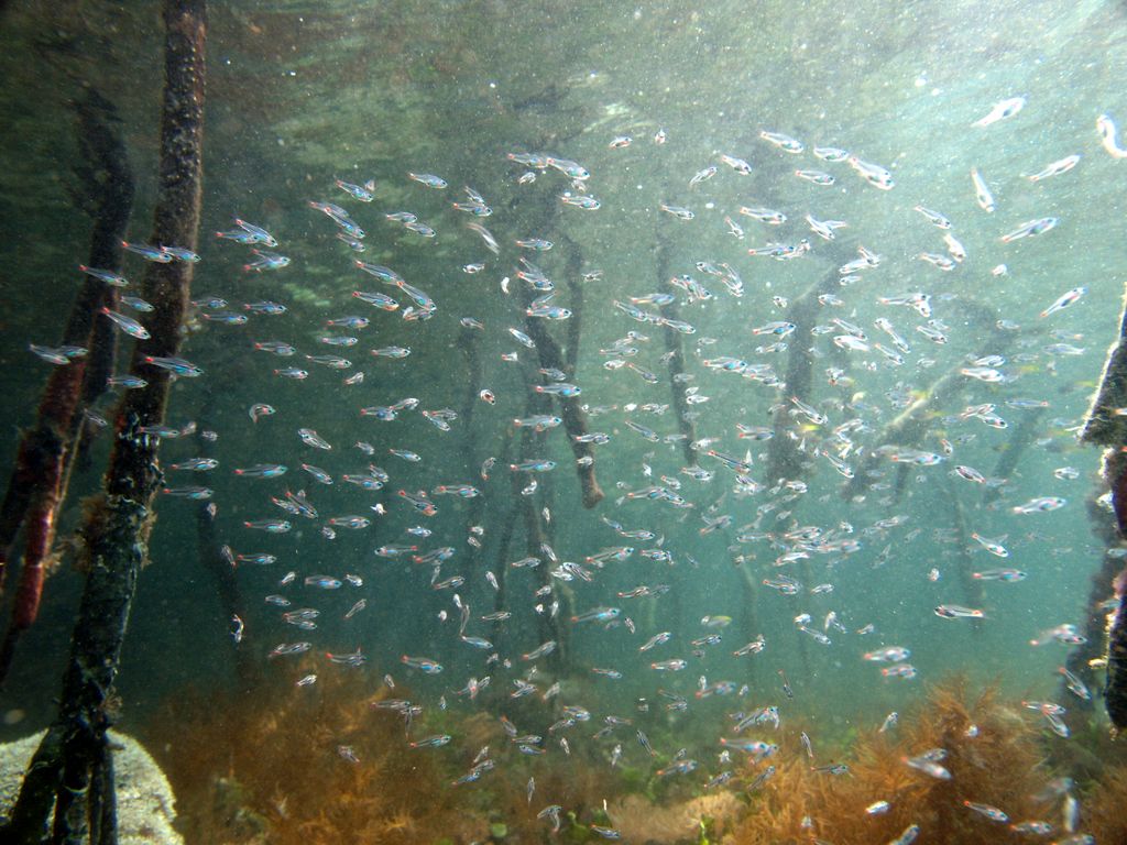 Jungfische in Mangroven 