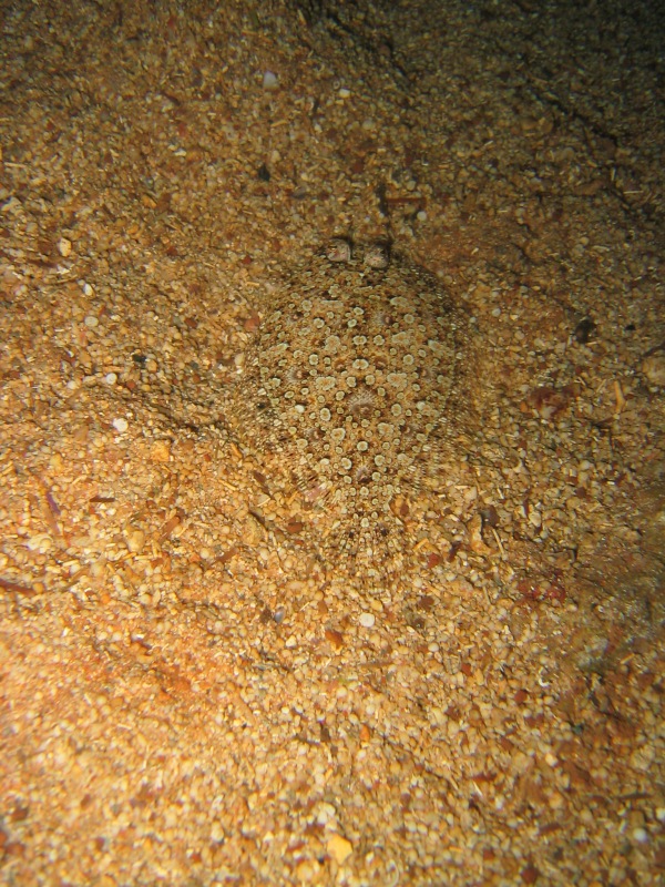 Kas - Bild 34 von 35 - Butt
