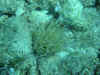 Wachsrose (Anemone) (172110 Byte)
