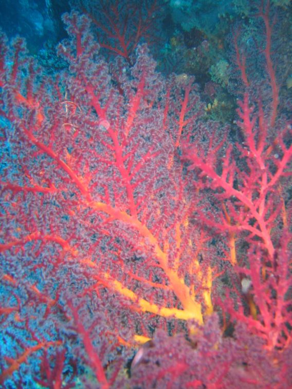 Malaysia - Bild 12 von 94 - Koralle rot