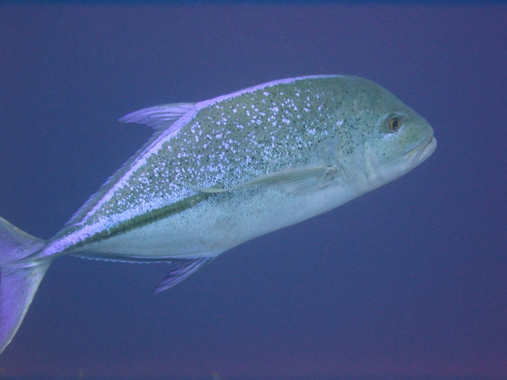 Malaysia - Bild 34 von 94 - Makrele blau