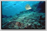 Feilenfisch Bild, ohne Titel