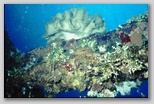 Palau Wrackteil Bild, ohne Titel