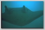 Yap, Manta am Mill Channel Bild, ohne Titel