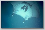 Yap, Manta III Bild, ohne Titel