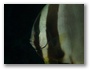Bild, ohne Titel