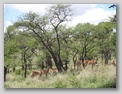 Bild Südafrika - Tiere