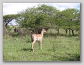 Bild Südafrika - Tiere