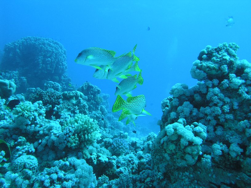 Große Marinepark Tour - Bild 17 von 110 - Süßlippen            