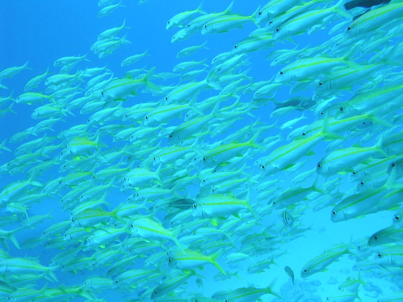 Große Marinepark Tour - Bild 18 von 110 - Gelbstriemen         