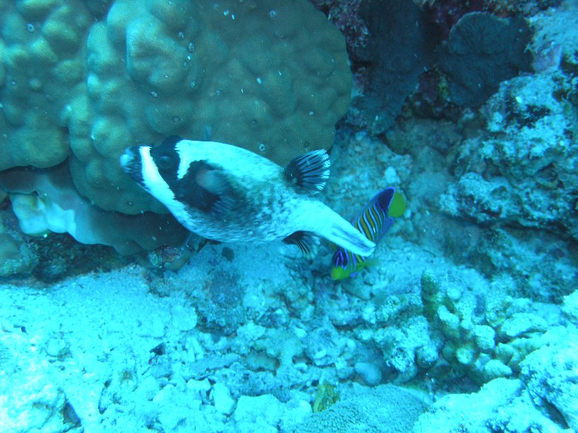 Große Marinepark Tour - Bild 12 von 110 - Kugelfisch           