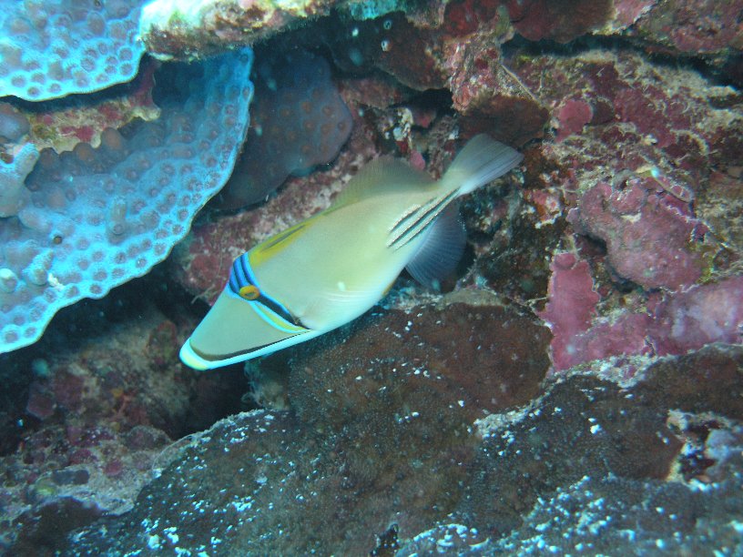 Große Marinepark Tour - Bild 10 von 110 - Drücker              