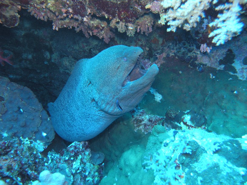 Große Marinepark Tour - Bild 20 von 110 - Grüne Muräne         