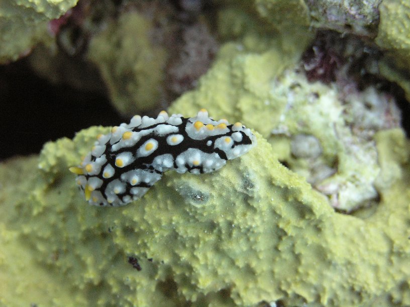 Große Marinepark Tour - Bild 58 von 110 - Nacktschnecke        