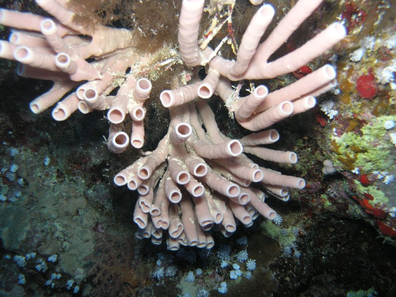 Große Marinepark Tour - Bild 81 von 110 - Schwamm?             