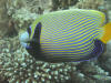 Kaiser               