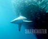 sharkwater - der Film über die Gefährdung der Haie